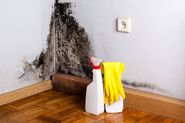 Insurance-Related Mold Remediation